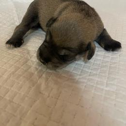 Conner - Salt and pepper male Miniature Schnauzer puppy in San Bernardino, California from Rose Lane Schnauzers