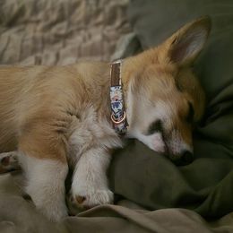 Pembroke Welsh Corgi Puppies from Triple M Ranch Corgi's