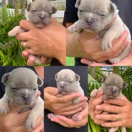 French Bulldog Puppies from Calypso Canine Company