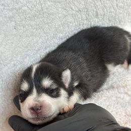 Max - Black and white male Pomsky puppy in Mc Minnville, Oregon from West Coast Pomskies
