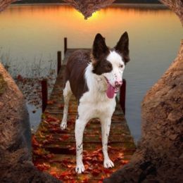 Dirty - Border Collie