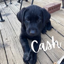Cash - Labrador Retriever puppy from River Mountain Kennels