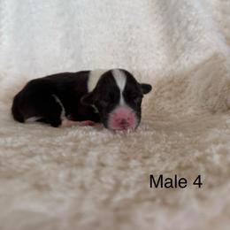 Male 4 - Black and tan male Pembroke Welsh Corgi puppy in La Porte City, Iowa from Cedar River Corgis