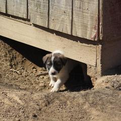 Anatolian Pyrenees Puppies from Brotherton Family Farms