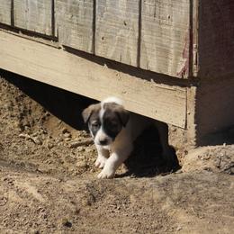 Anatolian Pyrenees Puppies from Brotherton Family Farms