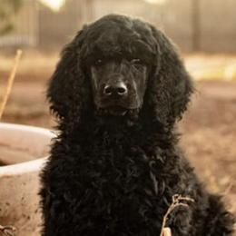 Poodles from TaylorMade Standard Poodles