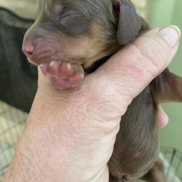 Hershey - Chocolate and tan male Dachshund puppy in Lake Mary, Florida from Lakeside Doxies