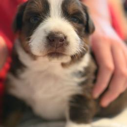 Hans 'Solo' - Red tri-color male Australian Shepherd puppy in Niles, Michigan from Tara's Australian Shepherds