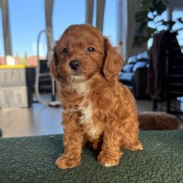Marshmallow - Red  male Goldendoodle puppy in St. George, Utah from Utah Mini Doodles
