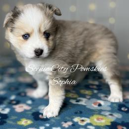 Sophia - Merle female Pomsky puppy in Rossville, Georgia from Scenic City Pomskies