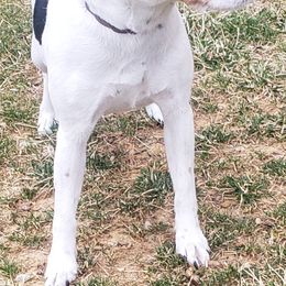 Jack Russell Terriers from Shepherd Park Kennels