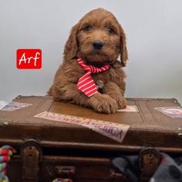 Arf - Red  male Goldendoodle puppy in Neillsville, Wisconsin from Granton Creek