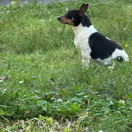 Hickory - Teddy Roosevelt Terrier
