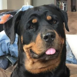 Rottweiler All Grown Up from Cascade Rottweilers of the Pacific Northwest