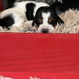 Cinnamon - Black brown and white female Basset Hound puppy in Lone Jack, Missouri from Wee Little Bassets