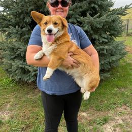 Twinkie - Red female Pembroke Welsh Corgi puppy in Stuart, Iowa from Johnson Family Paws