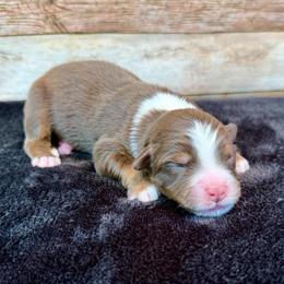 Wynonna - Red tri female Miniature Australian Shepherd puppy in Midway, Texas from L Bar W Aussie Ranch