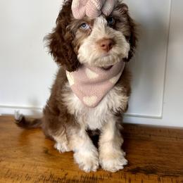 Mocha - Brown roan and tan female Cockapoo puppy in West Haven, Utah from Harper Haven Cavapoos & Doodles