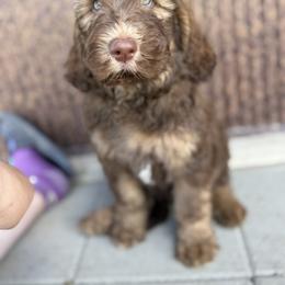 Saint Berdoodle Puppies from Badland St. Berdoodles LLC