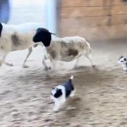 Border Collie Puppies from Stag Valley Homestead