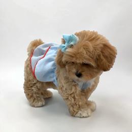 Prada - Apricot female Maltipoo puppy in Spring, Texas from GlamPaw Maltipoos