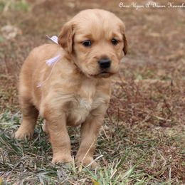Riley's Purple Girl - Dark golden female Golden Retriever puppy in Idaho Falls, Idaho from Once Upon A Dream Kennels