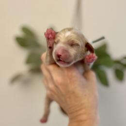 Oakly - Parti male Goldendoodle puppy in S AI Nt John, Indiana from Lulu's Goldendoodles