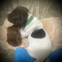 Green collar male - Liver and white male German Shorthaired Pointer puppy in Hardeman County, Tennessee from Howell Farm GSP