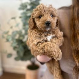 Frosty - Apricot male Goldendoodle puppy in Indianapolis, Indiana from Indy Doodle Co.