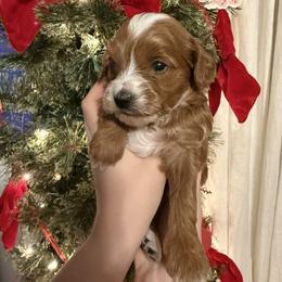 Belle - Red  female Goldendoodle puppy in Ashland, Kentucky from Still Waters Farm