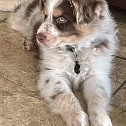 Aussiedoodle Puppies from Sugar Creek Oodles