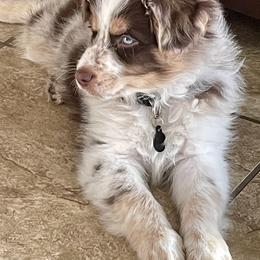 Aussiedoodle Puppies from Sugar Creek Oodles