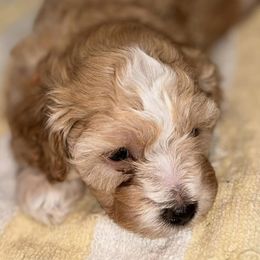 Cavapoos from Vaca’s Meadow, Connecticut