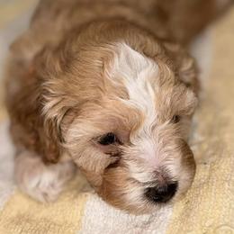 Cavapoos from Vaca’s Meadow, Connecticut