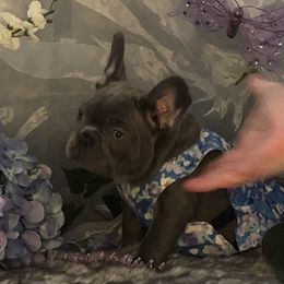 French Bulldog and Newfoundland Puppies from Haywire Frenchies & Newfoundland’s