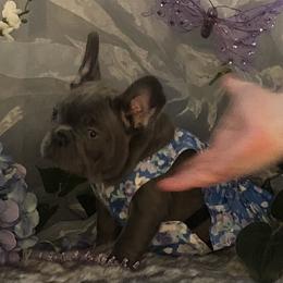 French Bulldog and Newfoundland Puppies from Haywire Frenchies & Newfoundland’s