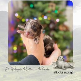 Silkie Song - Lt. Purple Collar - Merle female Goldendoodle puppy in Garland, Texas from Twilight Doodles