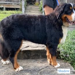 Shadow - Bernese Mountain Dog