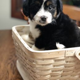 Aussiedoodle Puppies from Ohana Companions