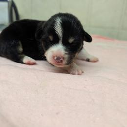 Red Collar Male - Black and tan male Pembroke Welsh Corgi puppy in Stoystown, Pennsylvania from Willow Grove Corgis