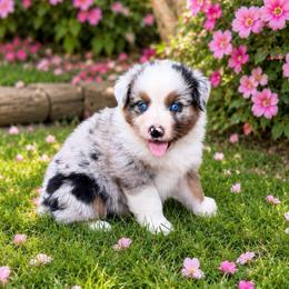 Tequila - Blue merle female Australian Shepherd puppy in Howardsville, Virginia from Spectacular Aussies and Cavaliers