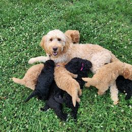 Goldendoodle Puppies from Hadie's Doodles