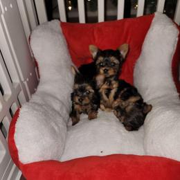 Girl 2 - Black and gold female Yorkshire Terrier puppy in Gilbert, Arizona from Yorkie Your Soulmate Puppy