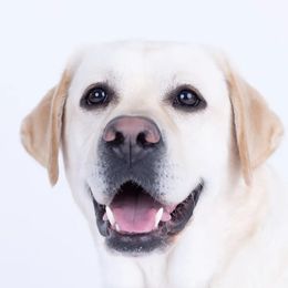 Chula - Labrador Retriever