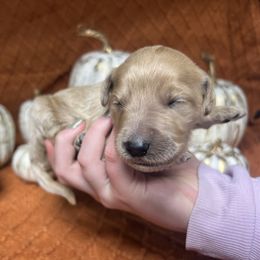 Boy 1 - male Goldendoodle puppy in Alton, Missouri from Roberts Farm Doodles