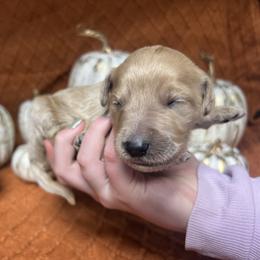 Boy 1 - male Goldendoodle puppy in Alton, Missouri from Roberts Farm Doodles