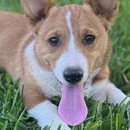 Miniature Australian Shepherds and Pembroke Welsh Corgis from Creek Ranch Kennels