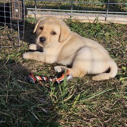 Labrador Retriever Puppies from Majestic Forrest Labradors