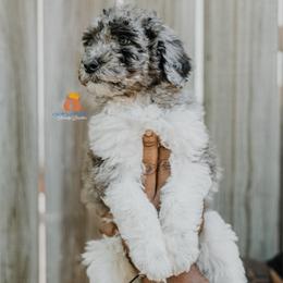 Boy 1 - Black male Bernedoodle puppy in Independence, Missouri from Crown Stephens Family Doodles