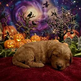 Willow - Apricot female Goldendoodle puppy in Indiana, Pennsylvania from Kathy's Doodles